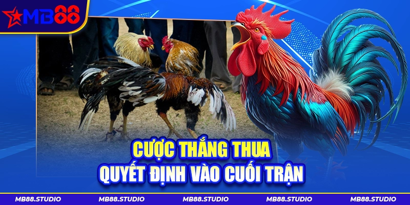 Đá gà C1 MB88 xác định thắng thua vào cuối trận