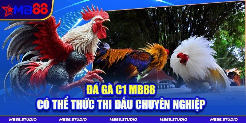 Đá gà C1 MB88 có thể thức thi đấu chuyên nghiệp
